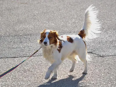 Hundechallenge Bild 23
